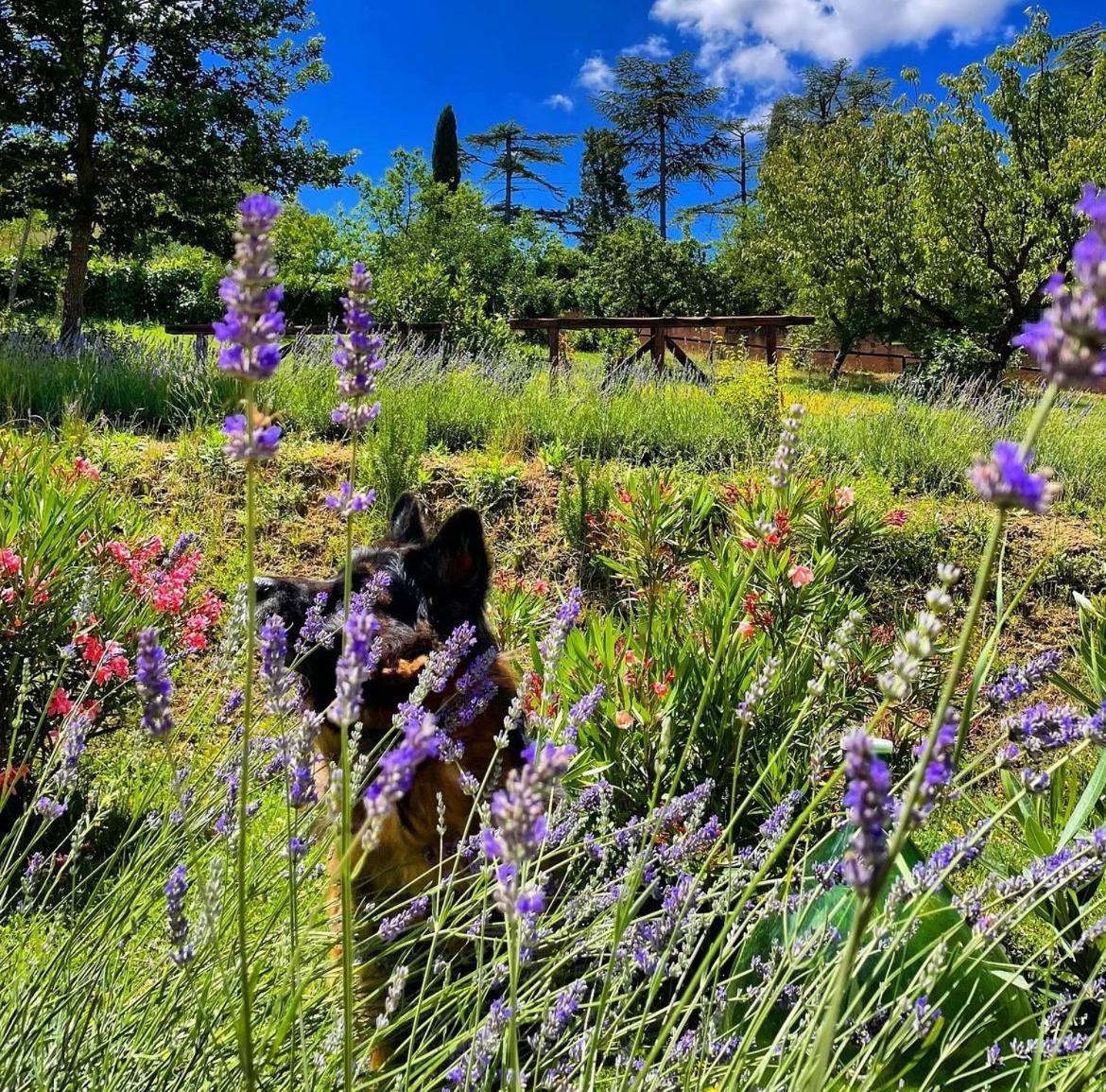 Agriturismo La Corte Del Sole Siena Dış mekan fotoğraf